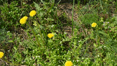 The £10.98 Amazon gardening tool that will help you banish dandelions from your garden instantly