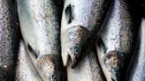 The UN says more aquatic animals were farmed than fished in 2022. That’s the first time in history