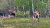 Park City police report moose, elk sightings in busy areas