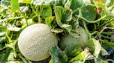 Scientists are creating a new generation of melons with futuristic features: ‘Apparent drought and heat tolerance’