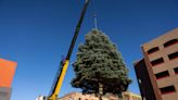 Massive Colorado blue spruce installed in downtown Rockford for Stroll on State