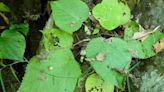 Cómo es la peligrosa “planta suicida” encontrada en la selva tropical australiana