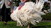 Watch: Thanksgiving turkeys prep for White House pardon