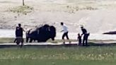 Video Captures Colorado Man Gored by Bison While Protecting Child at Yellowstone Park