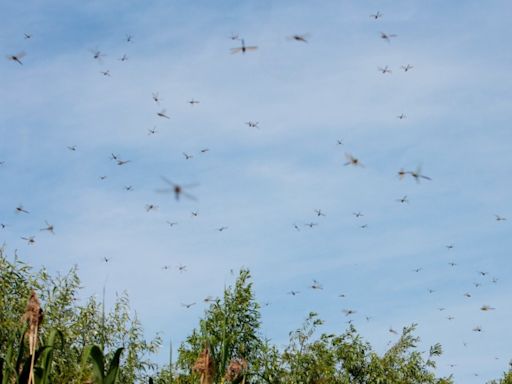 Billions of Dragonflies Swarm Horrified Beachgoers in Rhode Island