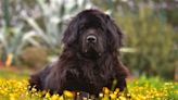 Woman Shows the Incredible Size Difference Between Her Newfoundland Dogs and A Golden Retriever