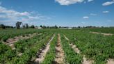 Thousands of Colorado students to learn about Pueblo chile through statewide ag program