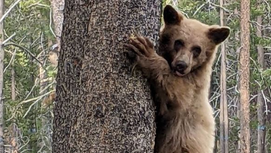California wildlife officials investigate report of shot bear cub near South Lake Tahoe