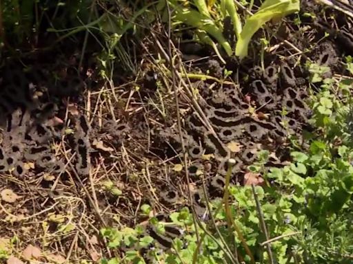 Cicadas emerging in Chicago northwest suburbs