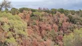 La sequía daña 66.500 hectáreas de bosque, seis veces la ciudad de Barcelona