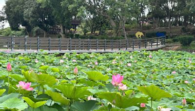 2024白河蓮花季 欣賞盛夏蓮花風情 | 蕃新聞