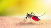 Dengue—Known As Breakbone Fever—Is Having A Record Breaking Year