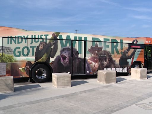 Indianapolis Zoo unveils new IndyGo bus design featuring new chimpanzees