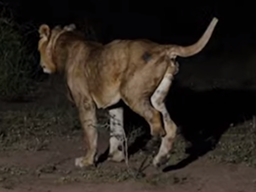 Three-legged lion makes 'longest swim ever' in crocodile-infested waters - and he had added motivation