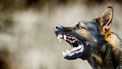 NJ crimestoppers: These breeds make best watch dogs, guard dogs