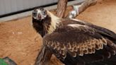 Stan, el águila que busca retomar el vuelo tras un trasplante de plumas fallido