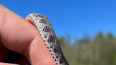 Tiny, cute...scaly? Pink-bellied snake could help protect Midwestern wetlands