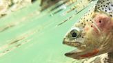 Escaped Hatchery Trout Pose Hybridization Risk to Native Species in Flathead River Basin - Flathead Beacon