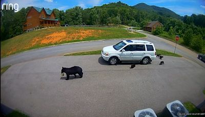 Bear with rare five-cub litter breaks into, steals from SUV in Great Smoky Mountains. Watch the video