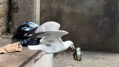 Sneaky seagull swoops on furious smoker to steal £35 pouch of rolling tobacco in Penzance