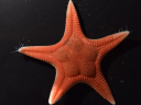 New, vibrant starfish discovered in Japan