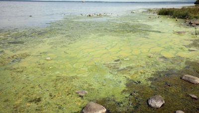 Lough Neagh and the politics of pollution - Patrick Murphy