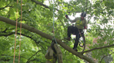 Tree care professionals compete in tree climbing championship