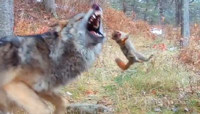 Watch: Wolf pup learns hard way that squirrels will fight back