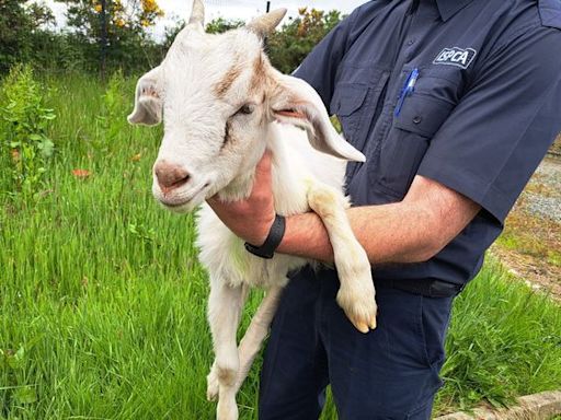 Kid goat rescued after being stuck on a 100-foot tower for three days expected to make full recovery