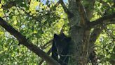 Black bears are wandering into human places more. Here's how to avoid danger.