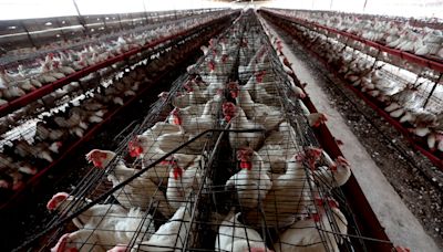 3 Colorado poultry workers catch presumed bird flu as U.S. cases creep upward