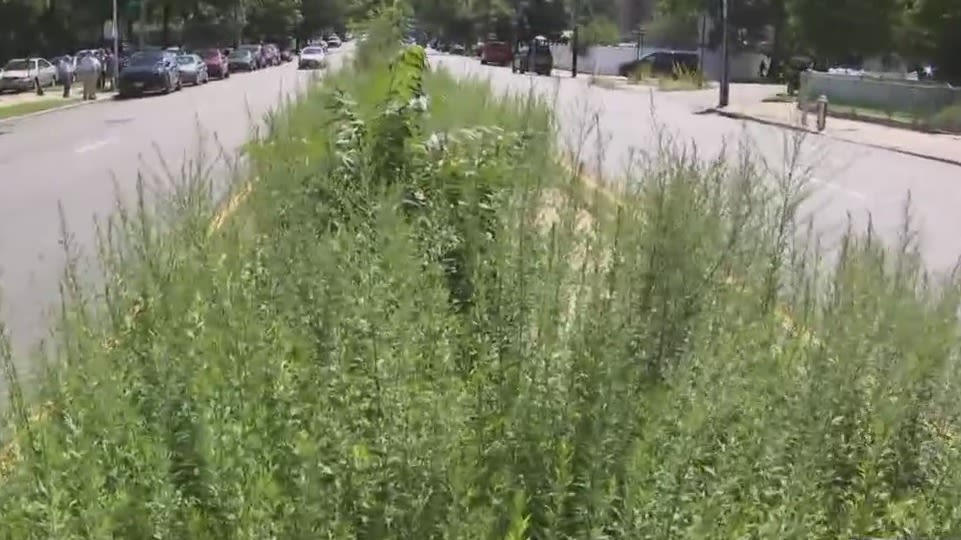 Overgrown weeds in Queens neighborhoods prompt calls for clean-up