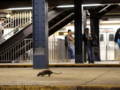 New York City's Anti-Rat Crusade Has Never Been This Normal