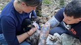 Gloucester's eagles get banded