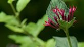 Garden Guy touts the hardy showiness of Sunstar Pentas for the spring and summer garden