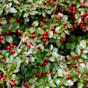 Gaultheria Ovatifolia Wintergreen