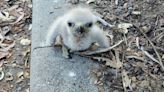 A baby hawk fell 90 feet from a tree. So Central Coast community began ‘Operation: Re-nest’