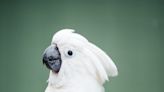 Shy Rescue Cockatoo 'Comes Alive' After Hearing Popular 70s Song