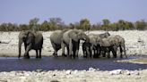 Not just matriarchs: male elephants say ‘let’s go’