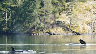 Orca calf swims out of lagoon after being trapped for a month