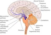 Mesolimbic pathway