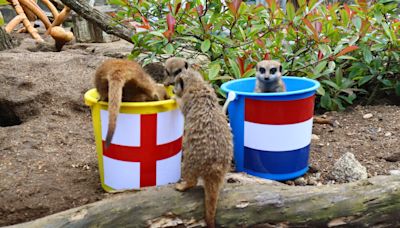 'Mystic' meerkats predict who will win England's Euro 2024 semi against Holland