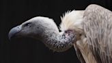 Botswana NGOs unite to tackle rampant vulture poisoning