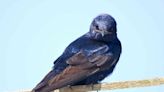 How To Attract Purple Martins To Your Yard, According To An Expert