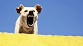 Does your dog have 'rage syndrome'?