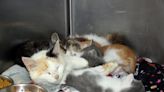 Nearly 200 kittens in GMHS care - Gazette Journal