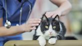 Enlarged Spleen in Cats: Symptoms, Causes, & Treatments