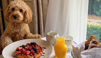 The dog-friendly hotels in the UK to check into with your pooch