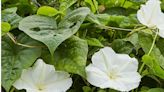 This Night-Blooming Flower Is What Summer Smells Like