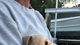 ‘True survivors!’ Sick puppies abandoned near Bradenton Walmart recovering from parvo